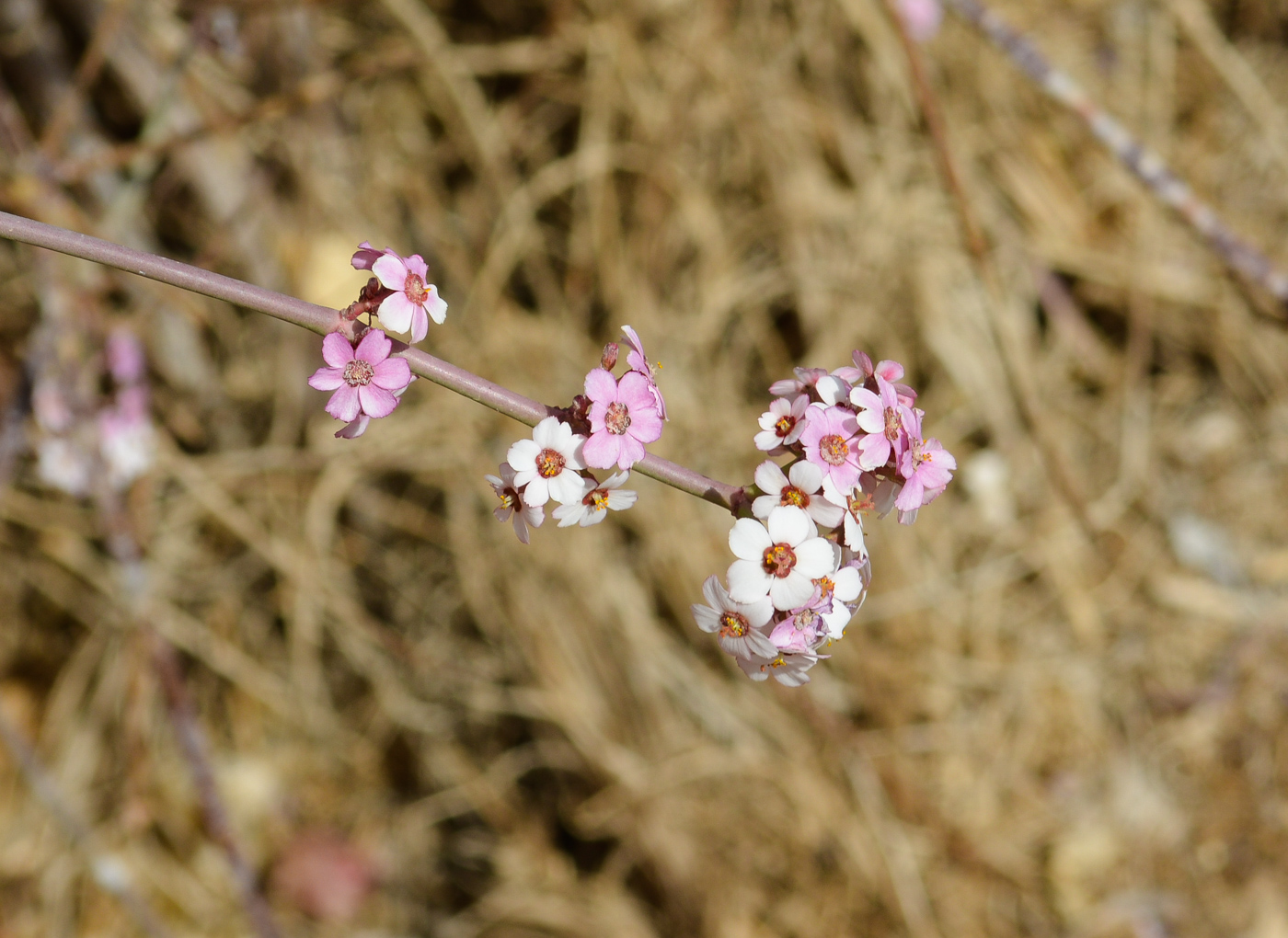 Image of Euphorbia xanti specimen.