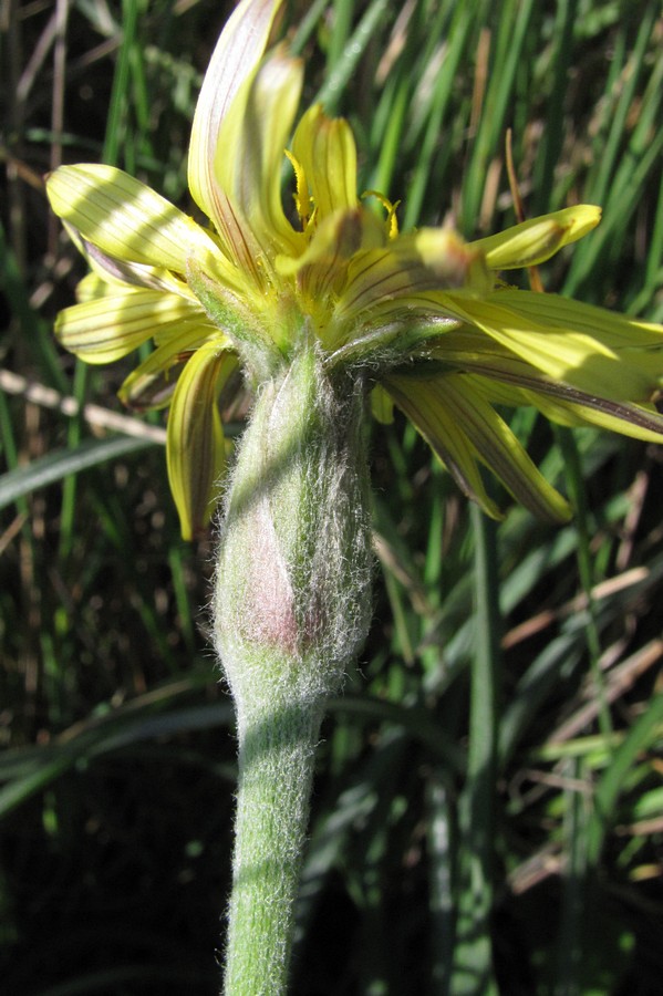 Image of Scorzonera mollis specimen.