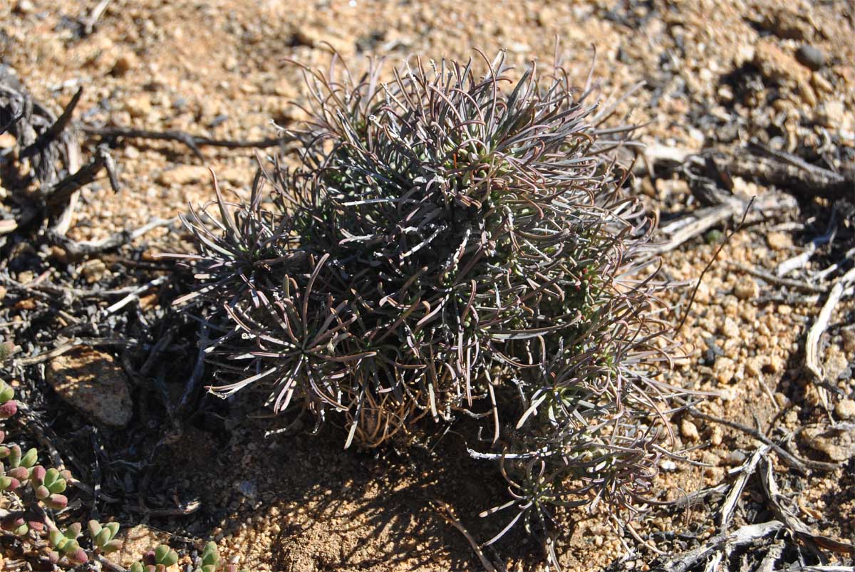 Image of Euphorbia filifolia specimen.