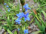 Orthrosanthus multiflorus