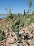 Tauscheria lasiocarpa. Плодоносящее и доцветающее растение. Казахстан, вост. предгорья хр. Каратау, сев. побережье оз. Кызылколь, береговые галечниковые наносы. 9 мая 2017 г.