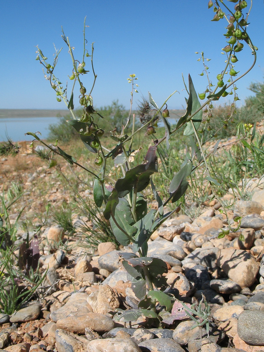 Image of Tauscheria lasiocarpa specimen.