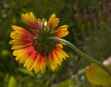 Gaillardia aristata. Соцветие. Пермский край, г. Пермь, Кировский р-н, садовый участок, в культуре. 11 сентября 2017 г.