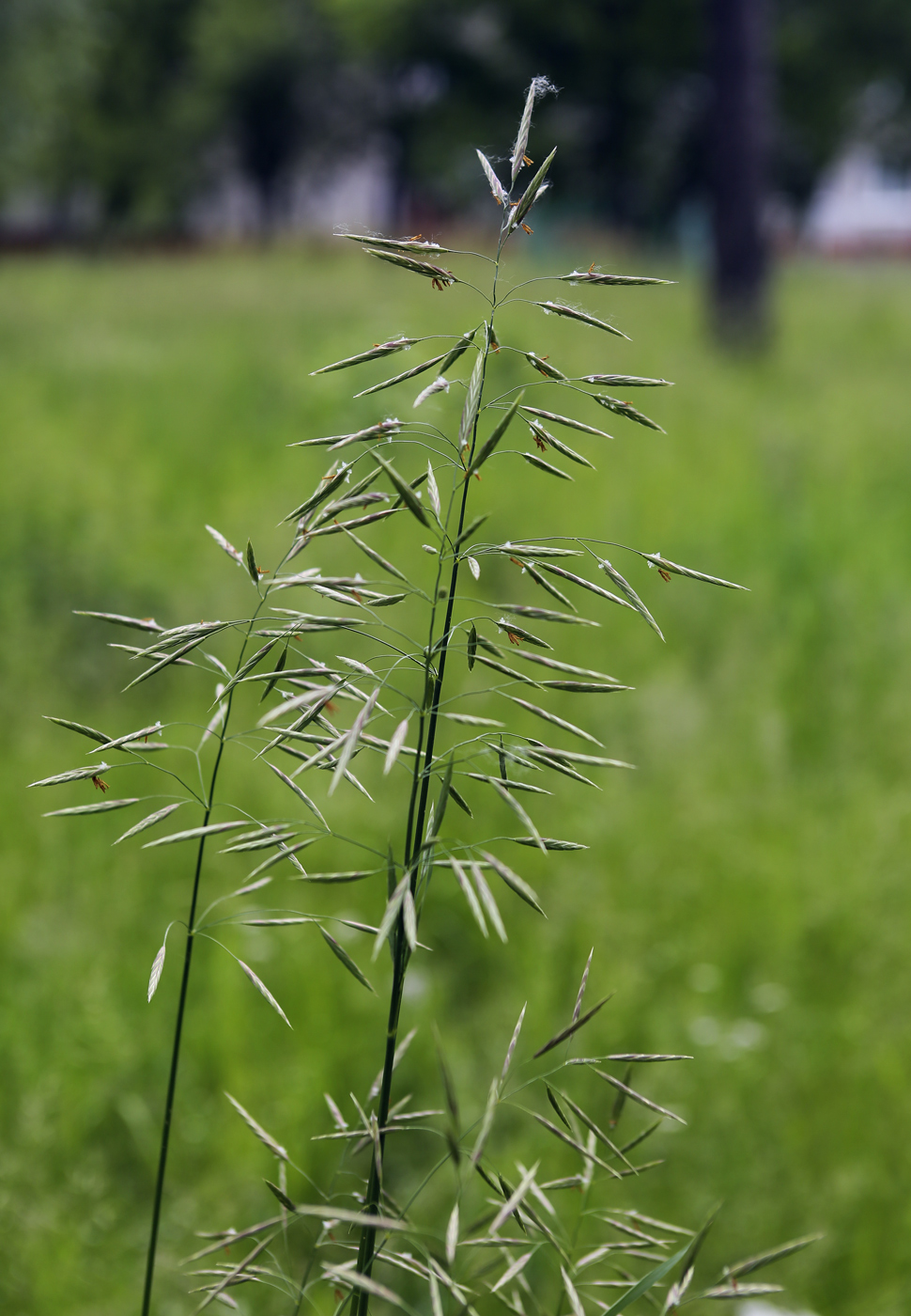 Изображение особи Bromopsis inermis.