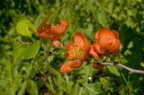 Chaenomeles japonica