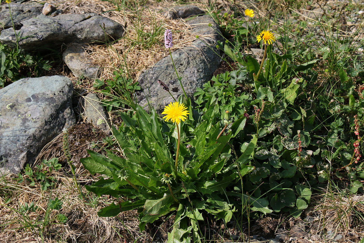 Image of Taraxacum repletum specimen.