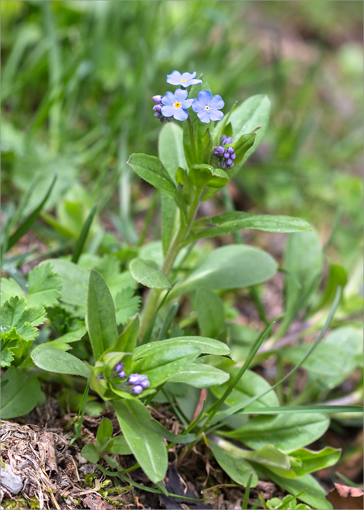 Image of Myosotis amoena specimen.