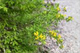 Chamaecytisus ruthenicus. Ветви с соцветиями (слева листья Carpinus orientali). Грузия, край Рача-Лечхуми и Нижняя Сванетия, Амбролаурский муниципалитет, окр. с. Зеда-Гвардиа, дол. р. Шарола, выс. 610 м н.у.м., лиственный лес, обочина грунтовой дороги. 07.05.2017.