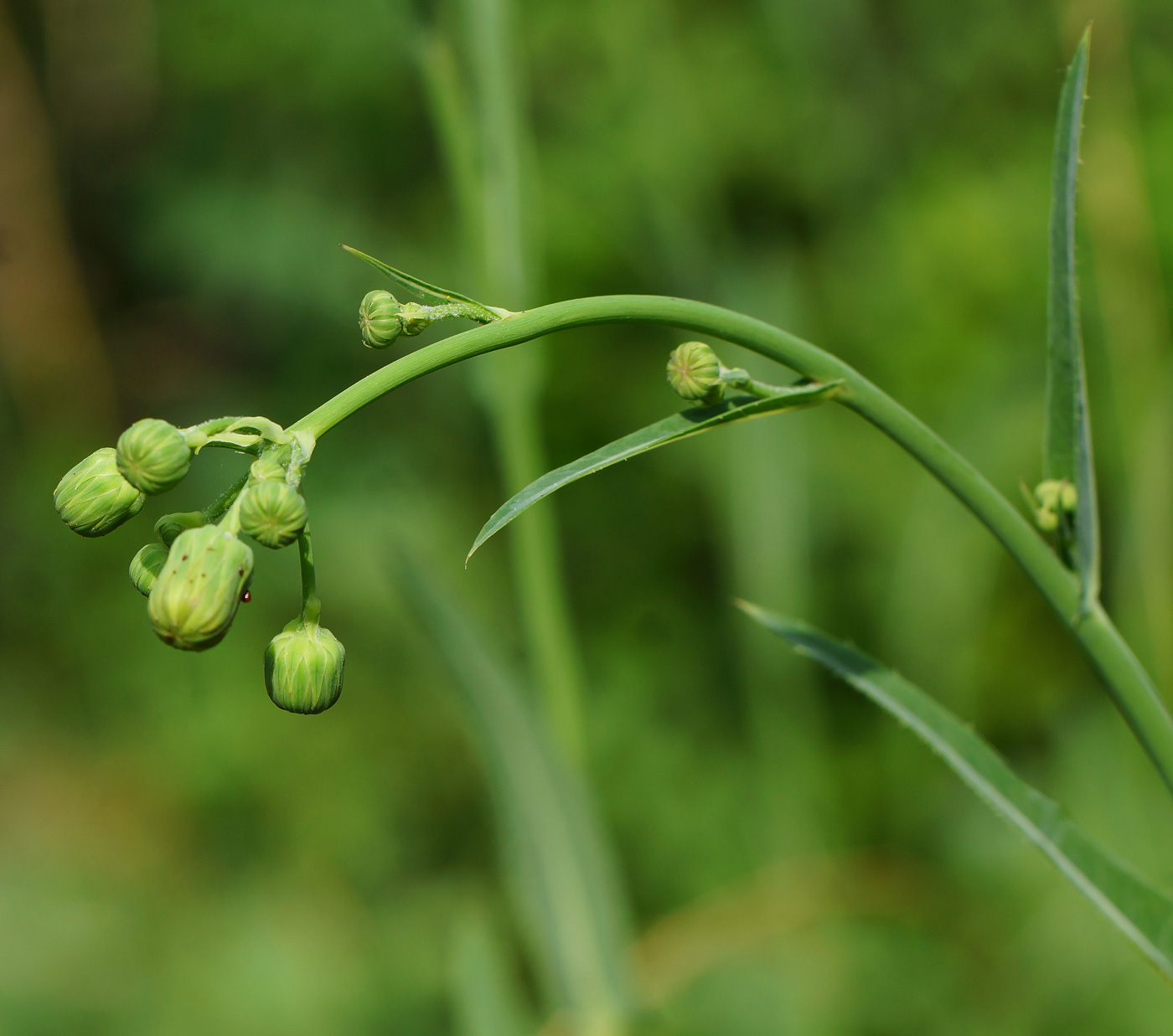 Image of Sonchus arvensis ssp. uliginosus specimen.