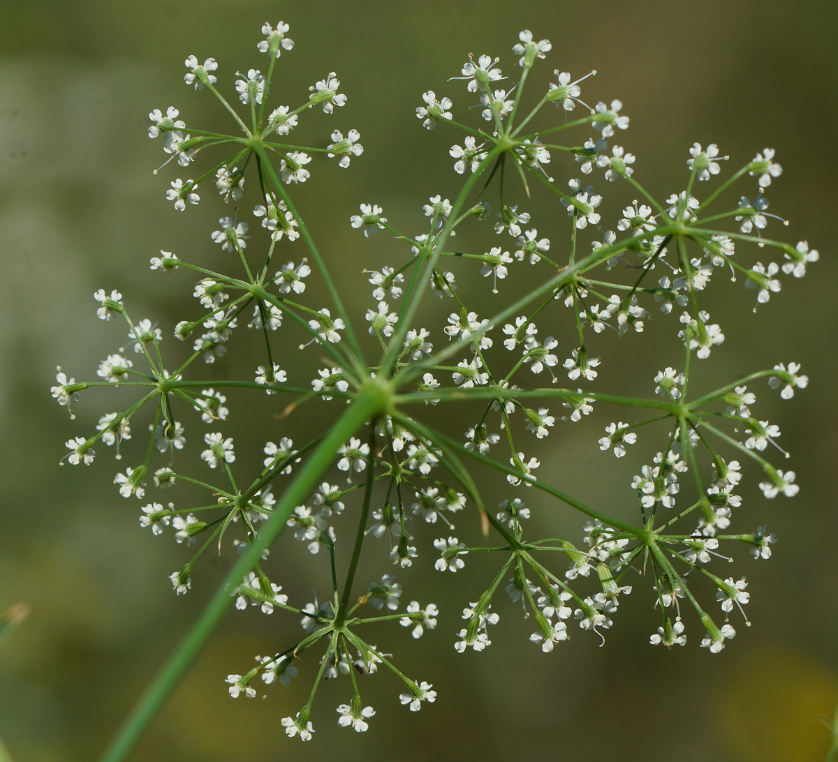 Изображение особи Falcaria vulgaris.