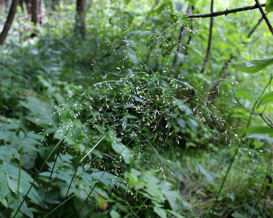 Изображение особи Poa nemoralis.