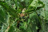 Rumex alpinus