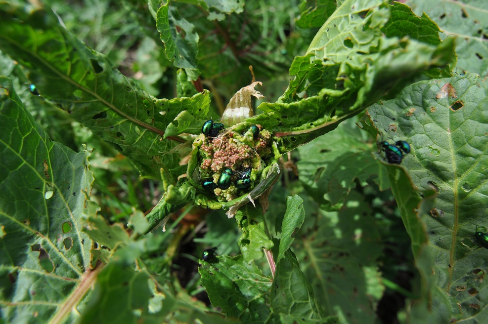 Image of Rumex alpinus specimen.