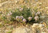 Oxytropis turczaninovii