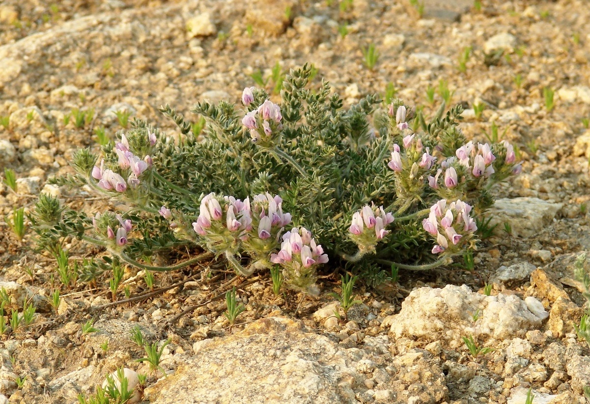 Image of Oxytropis turczaninovii specimen.