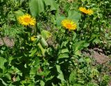 Inula grandiflora. Верхушки цветущих растений. Абхазия, Рицинский реликтовый национальный парк, долина р. Аджарра, ≈ 2000 м н.у.м., субальпийский луг. 12.07.2017.