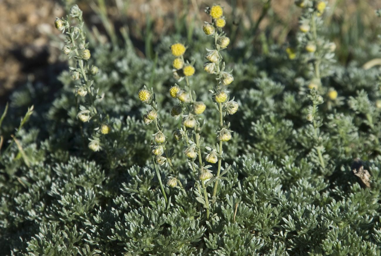 Image of genus Artemisia specimen.
