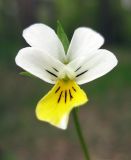 Viola tricolor. Цветок. Украина, Киев, заказник \"Лесники\", боровая терраса Днепра. 3 мая 2010 г.