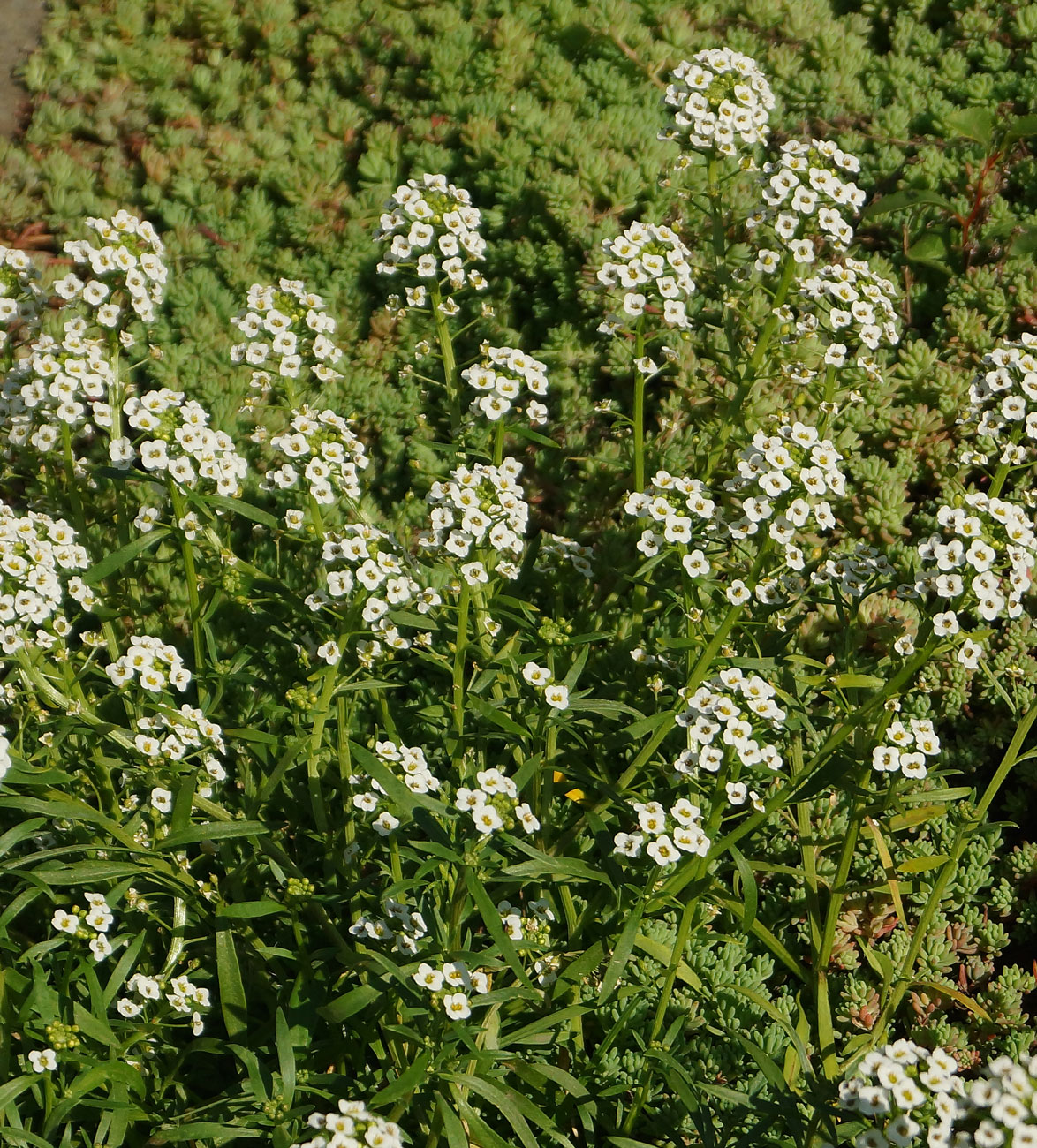 Изображение особи Lobularia maritima.