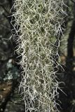 Tillandsia usneoides