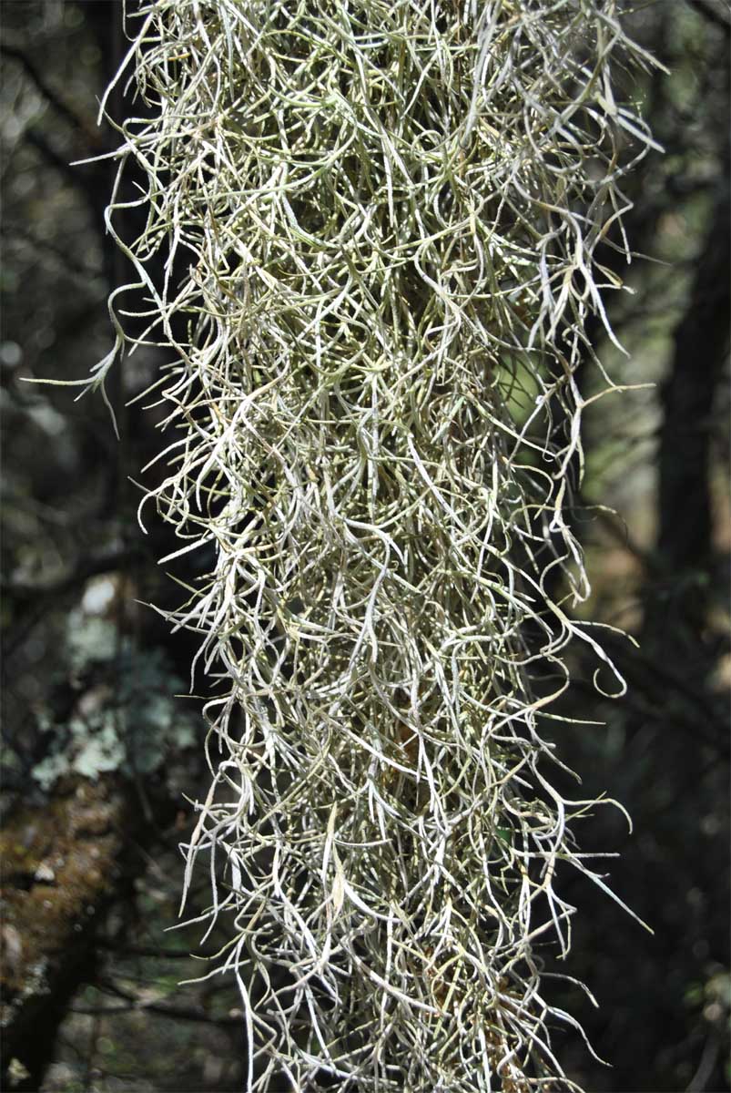 Изображение особи Tillandsia usneoides.