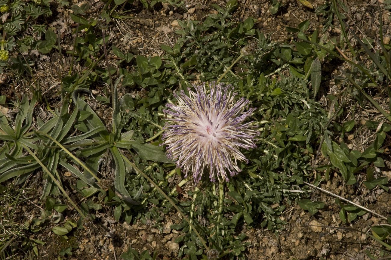 Image of Jurinella subacaulis specimen.