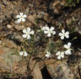 Dianthus ramosissimus