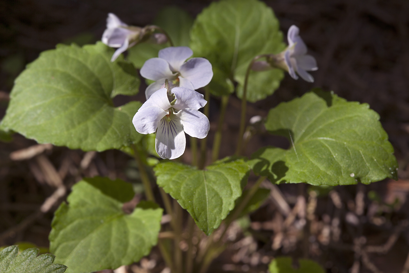 Image of Viola selkirkii specimen.