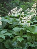 Rodgersia podophylla