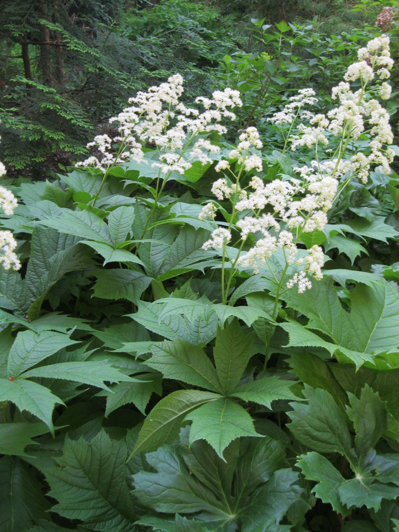 Изображение особи Rodgersia podophylla.