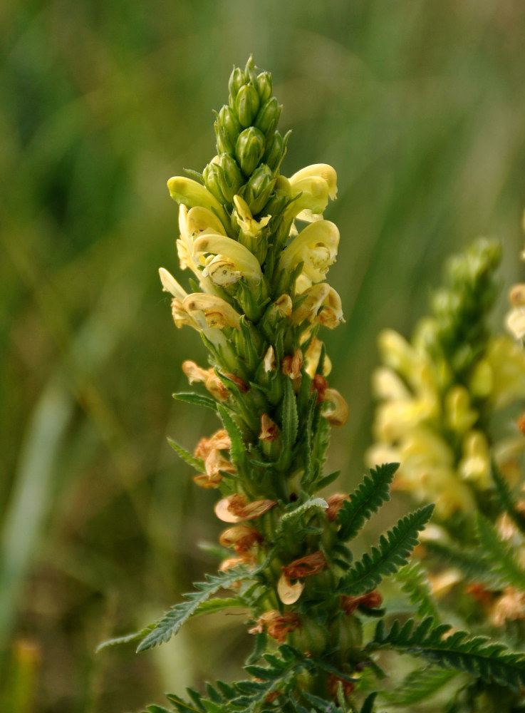 Изображение особи Pedicularis kaufmannii.