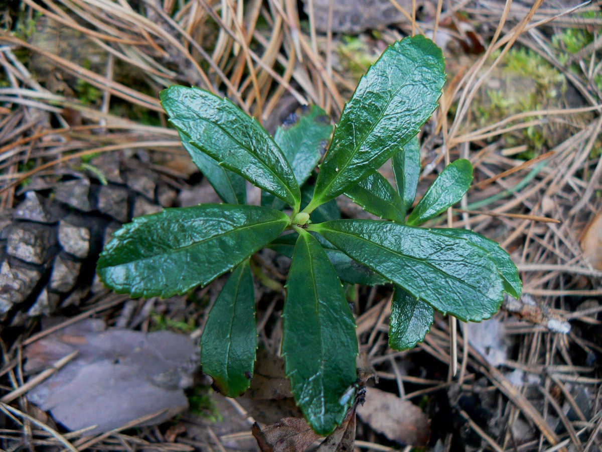 Изображение особи Chimaphila umbellata.