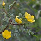 genus Rosa