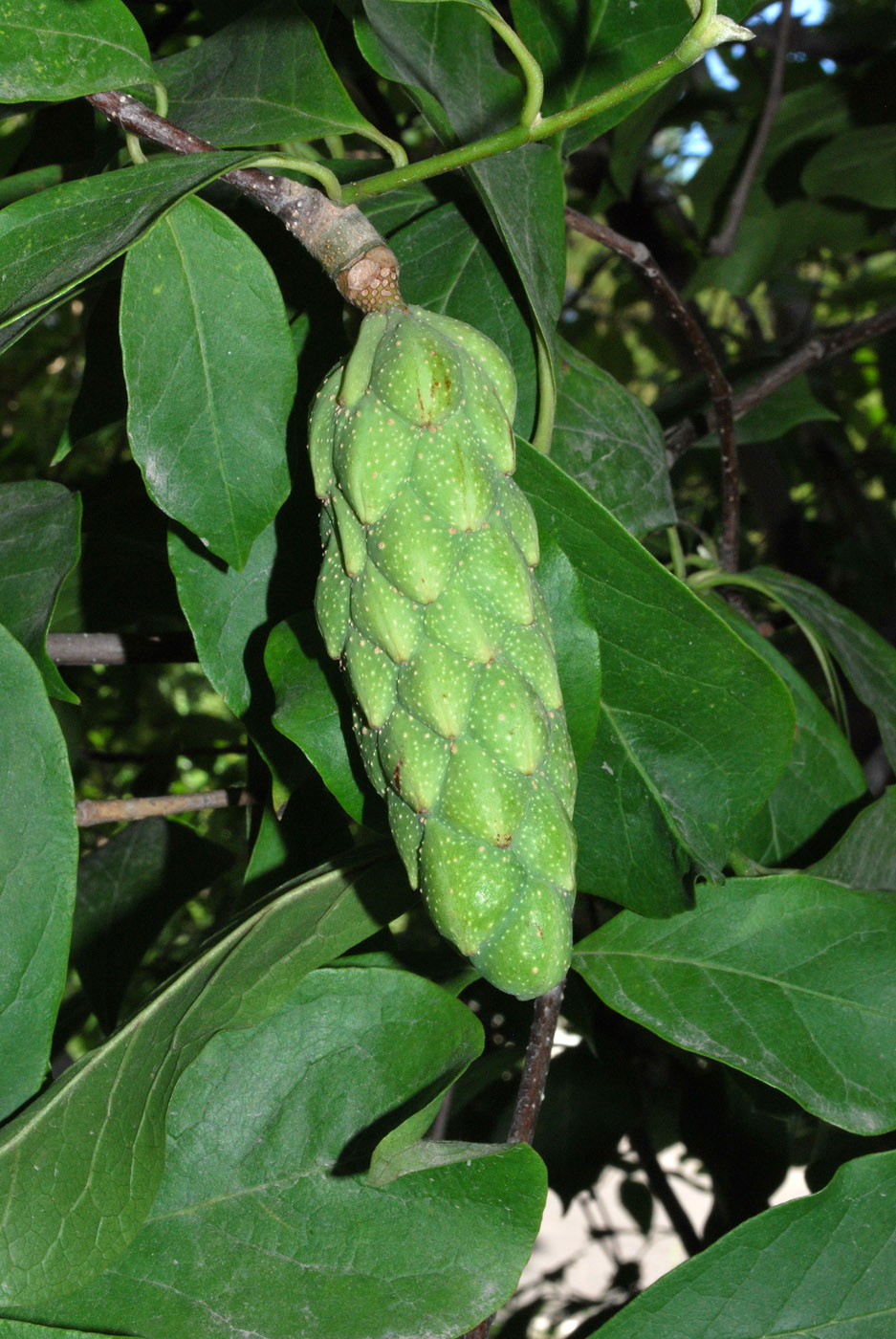 Image of Magnolia &times; soulangeana specimen.