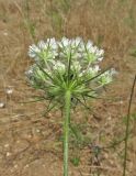 Daucus guttatus. Соцветие. Дагестан, Дербентский р-н, побережье Каспийского моря в 4 км к северо-востоку от пгт Мамедкала, закреплённые пески. 14 июня 2018 г.