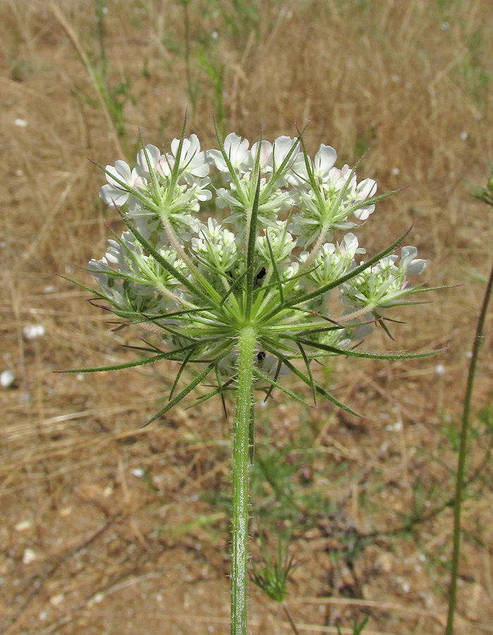 Изображение особи Daucus guttatus.