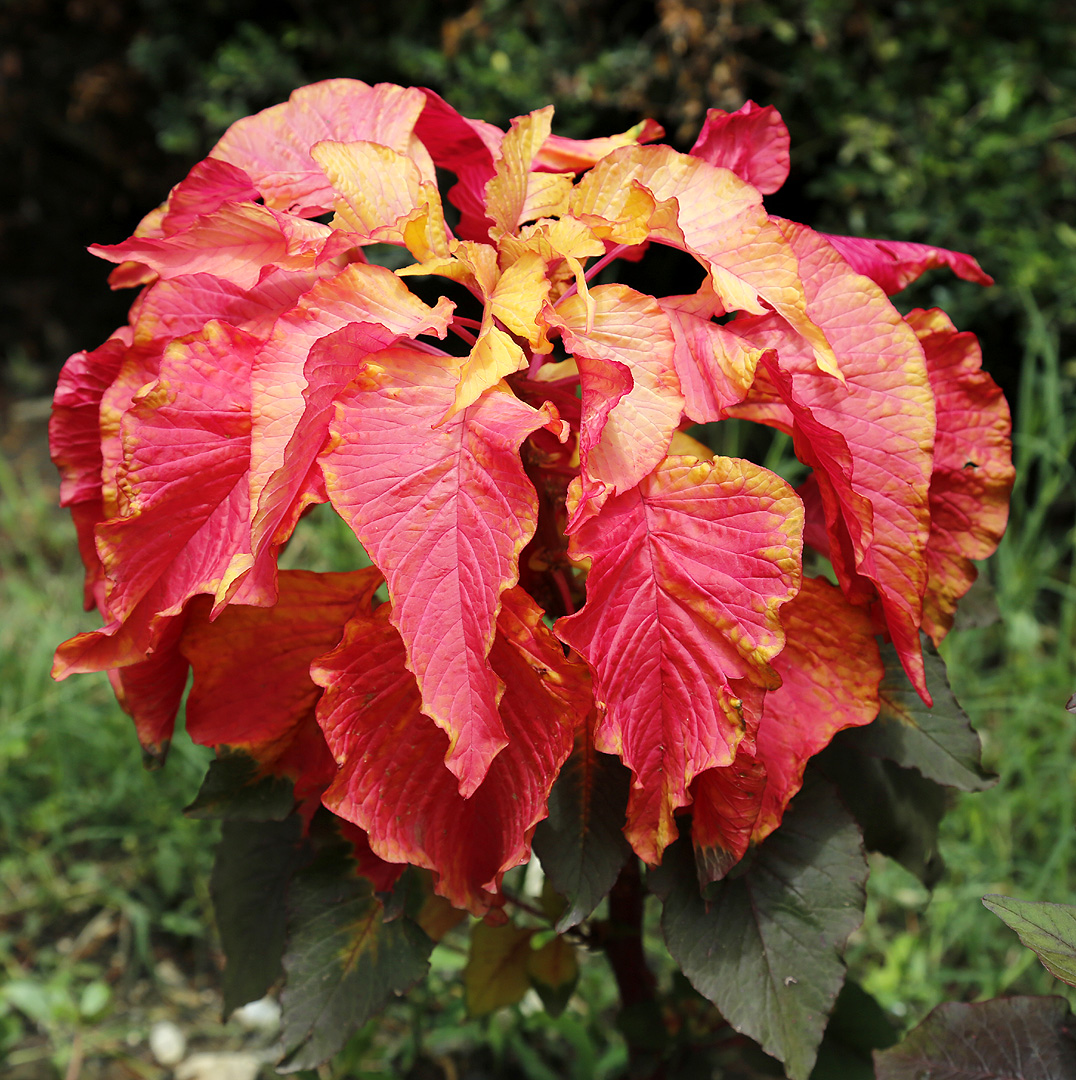 Изображение особи Amaranthus tricolor.