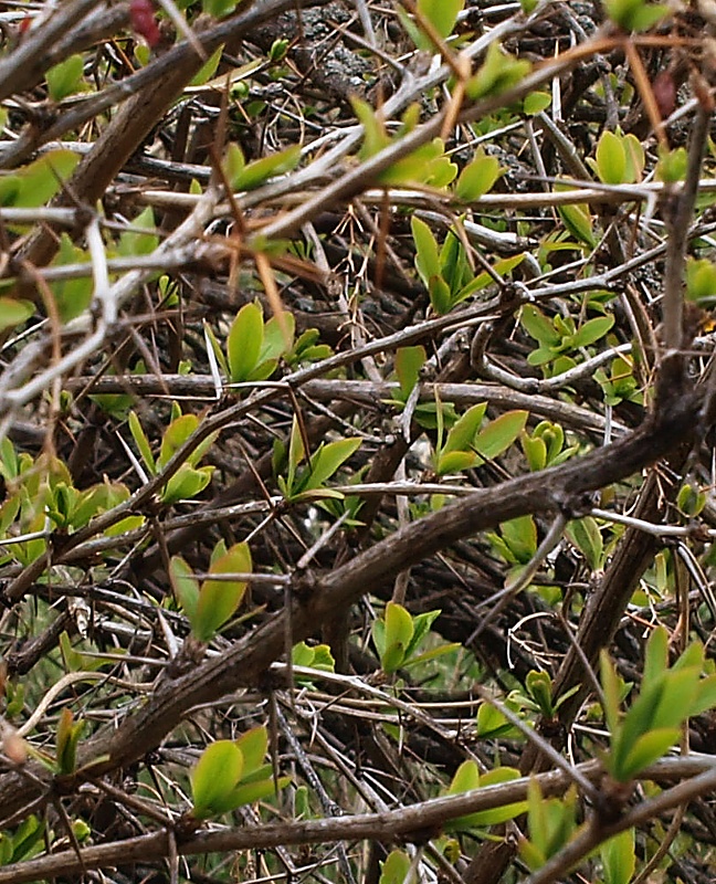 Image of Berberis vulgaris specimen.