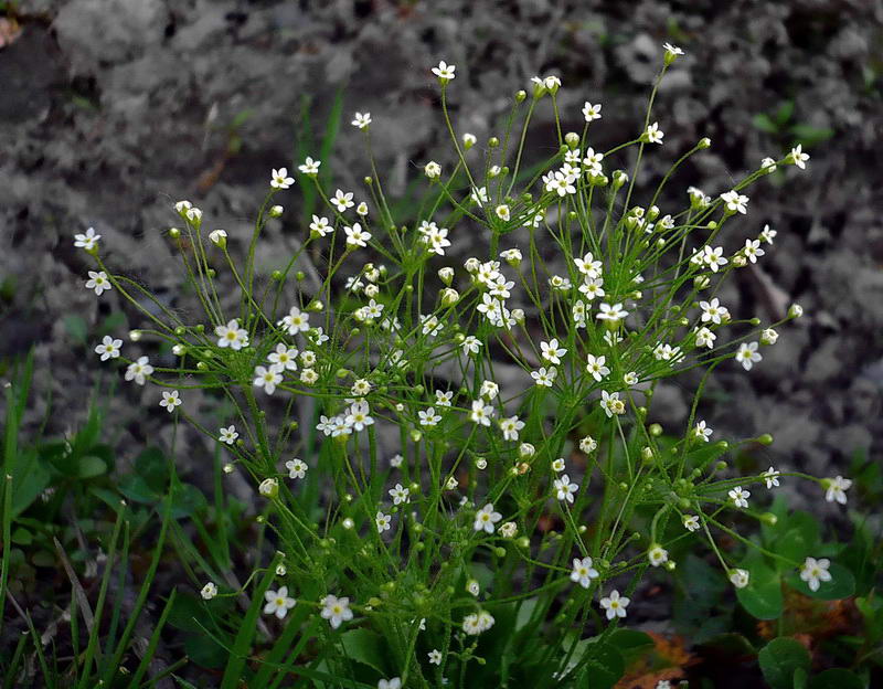 Сорняк с цветочками. Androsace filiformis. Проломник нитевидный Androsace filiformis. Проломник Северный трава. Проломник нитчатый.