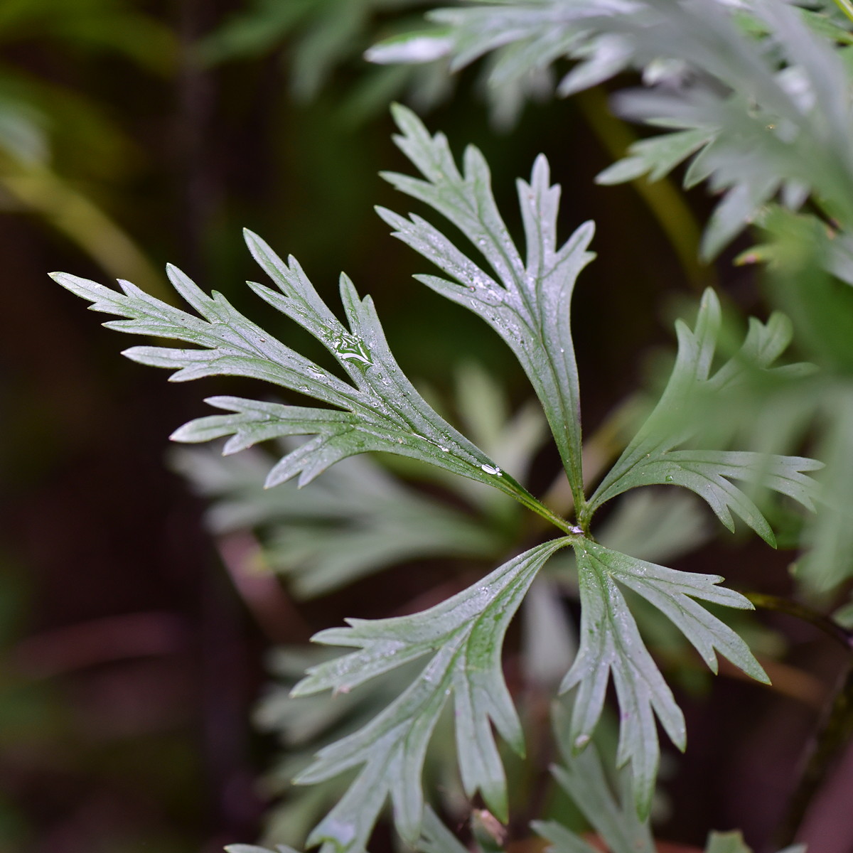 Image of Aconitum &times; stoerkianum specimen.