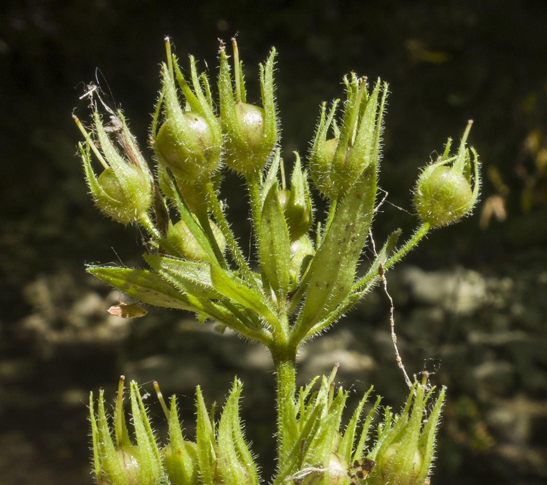 Изображение особи Lysimachia verticillaris.