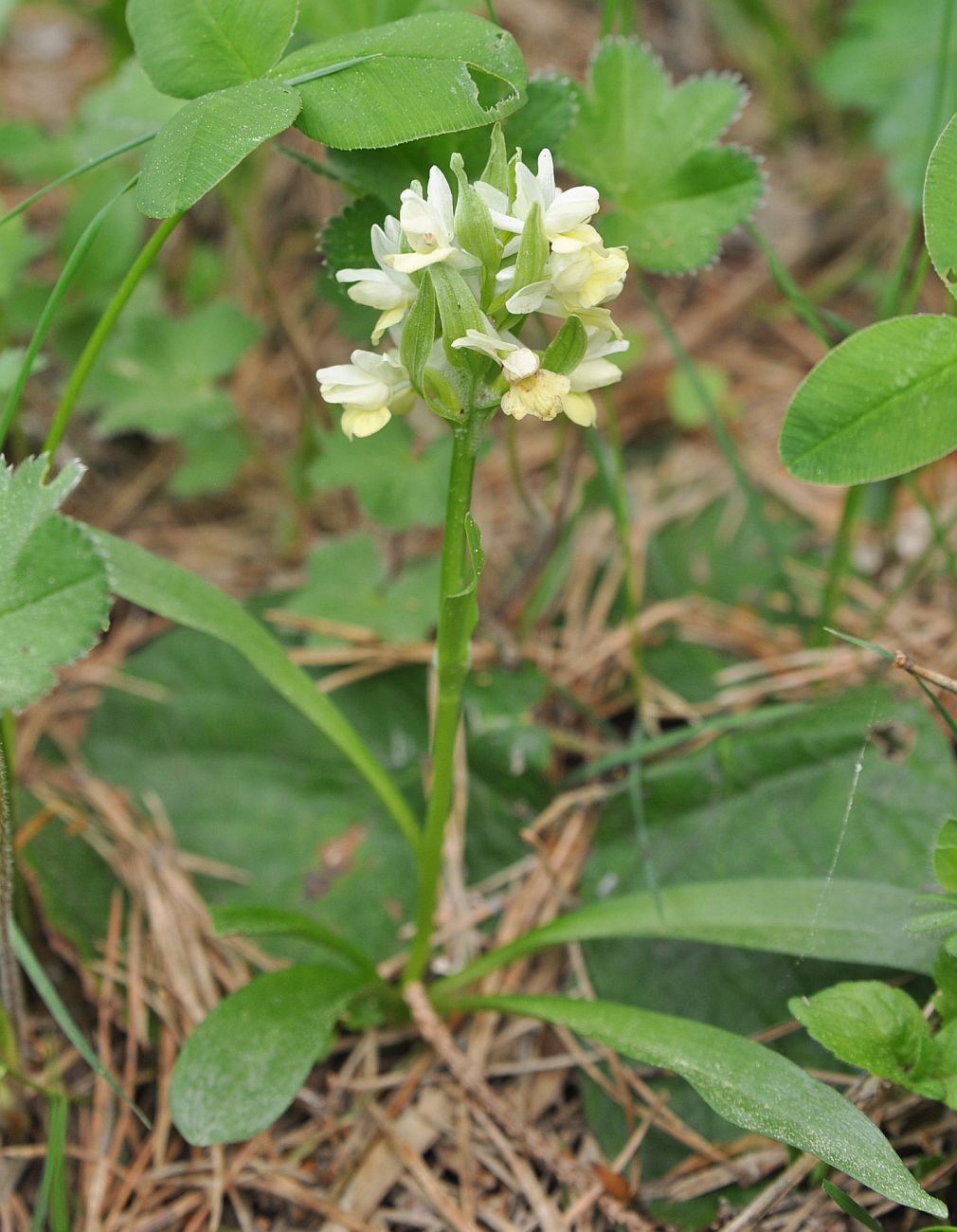 Image of Dactylorhiza romana ssp. georgica specimen.