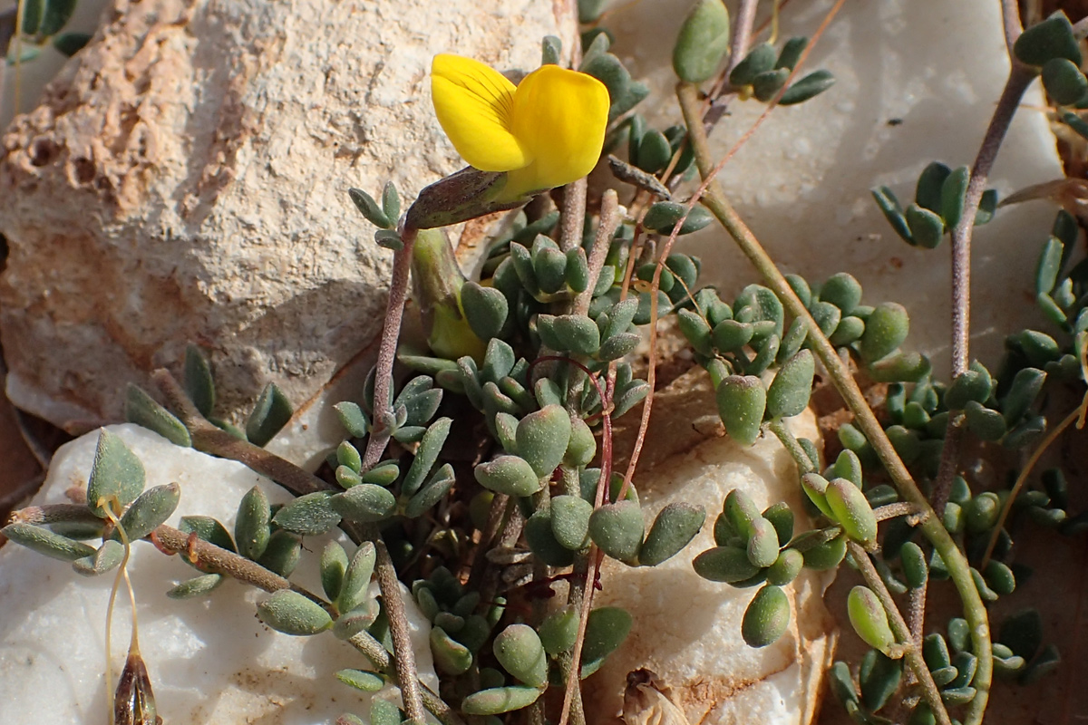 Image of Lotus halophilus specimen.