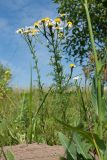 Tripleurospermum inodorum