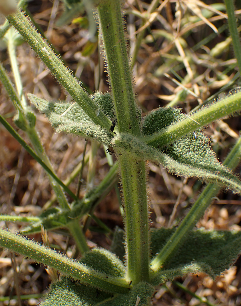 Изображение особи Salvia argentea.