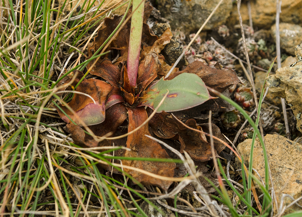 Изображение особи Goniolimon speciosum.