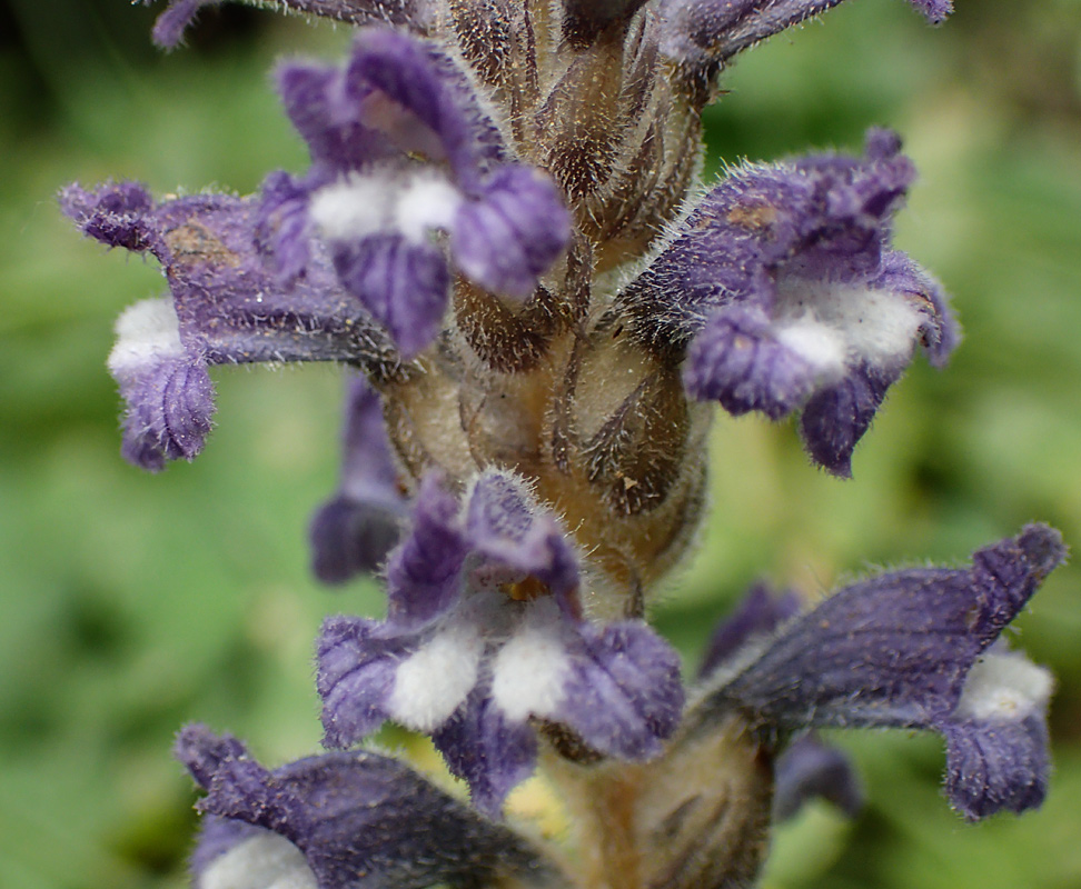 Image of Phelipanche mutelii specimen.