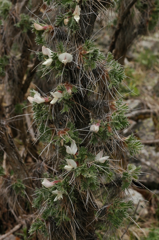 Image of Caragana jubata specimen.