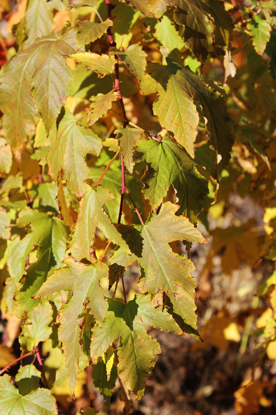 Image of Rubus crataegifolius specimen.