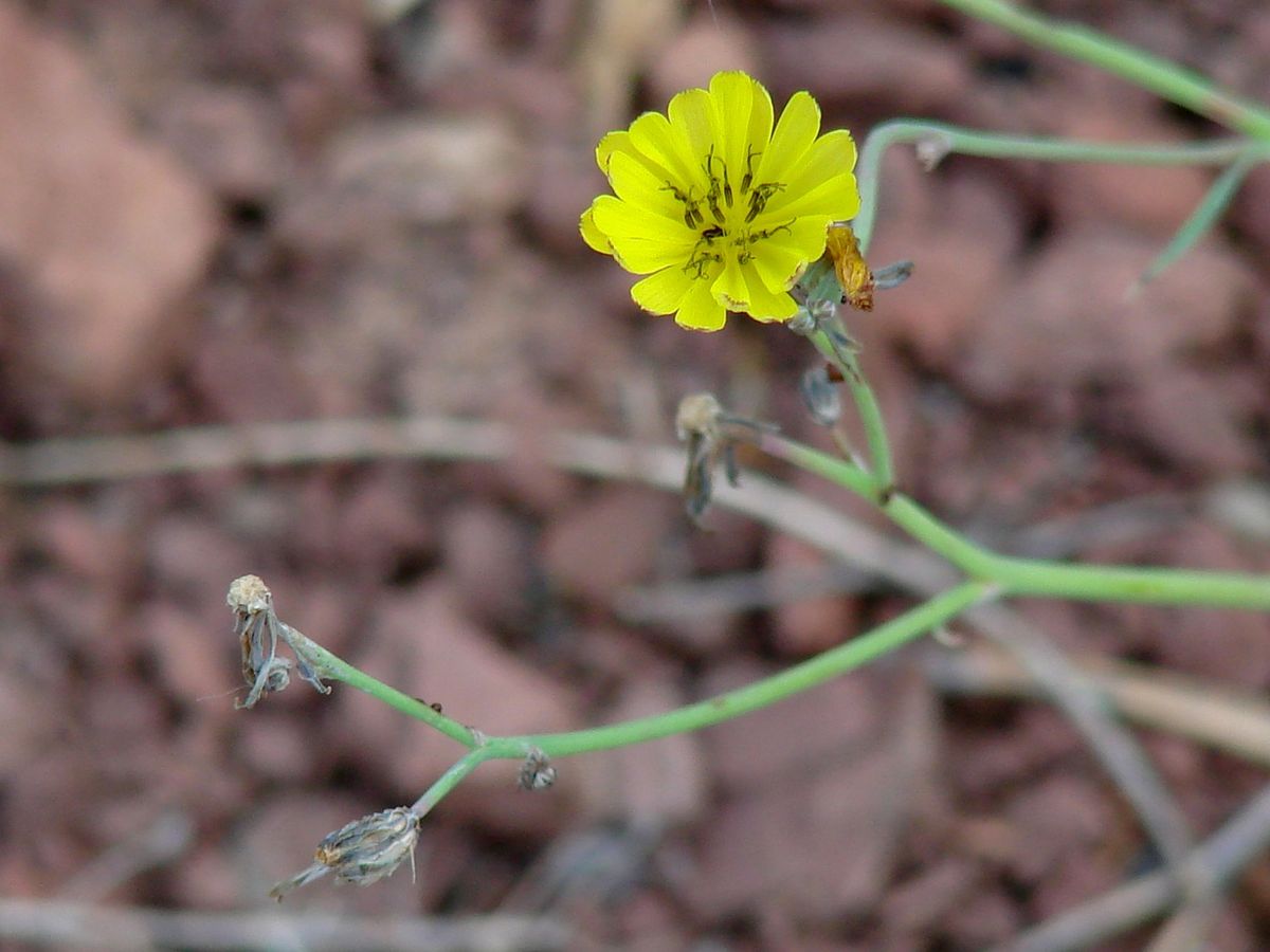 Image of Ixeridium gramineum specimen.